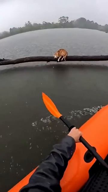 Спасение #кошки @1158127057