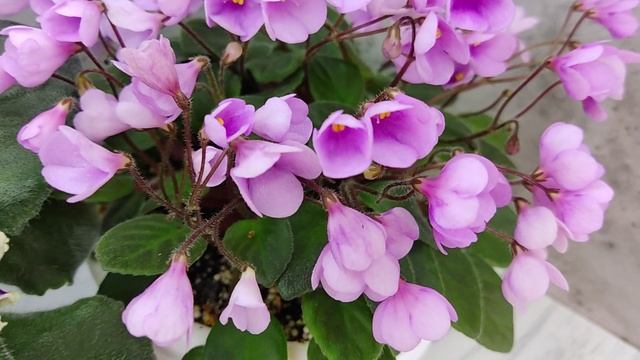 Фиалка ВаТ-Классический Вкус и трейлер Flashy Trail смотреть онлайн