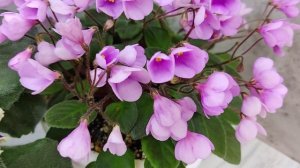 Фиалка ВаТ-Классический Вкус и трейлер Flashy Trail