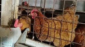 01-12-2025 Почистила у кур / козы погуляли / пережарила печенья.