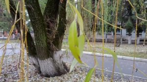 #с первым днём зимы .#но у нас снега ещё нет #город брянск