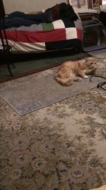 Санкт-Петербург. 01.12.2025. Котёнок Тортик в гостях у Персика. Развлекаем гостя. Эпизод 1