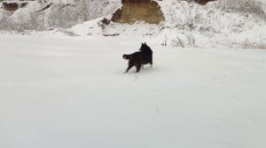 Канадский волк - гибрид. 1 декабря. Первый день зимы 2025 года