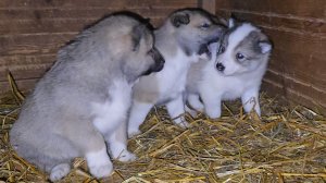 Ночной выход