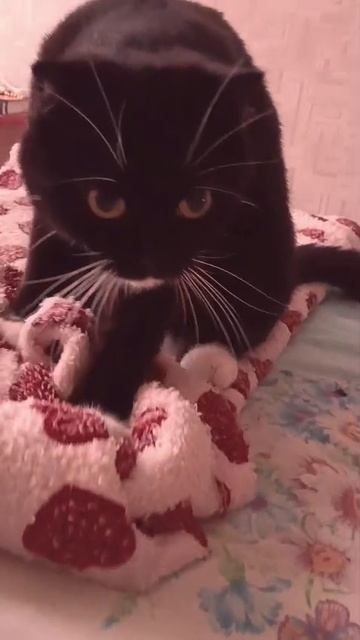 кошка Пуся смотреть онлайн