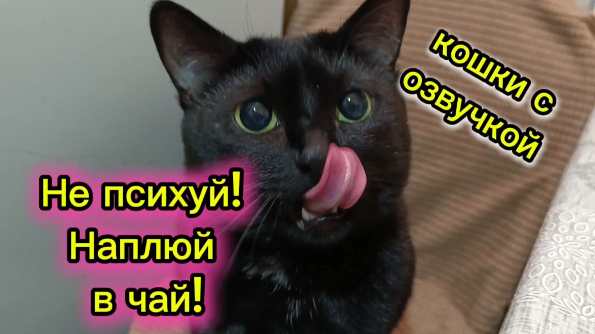 КОШКИ С ОЗВУЧКОЙ.