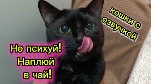 КОШКИ С ОЗВУЧКОЙ.