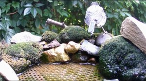 Птицы на поилке / Фотоловушка в лесу