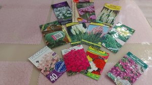 Какие многолетние цветы планирую вырастить в сезоне 2026🌸