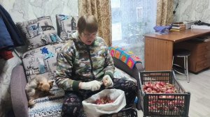 Перебираю лук ,Николай уехал.