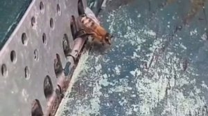 Охрана. 🐝🐝🐝