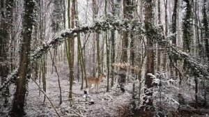1 декабря - Судьбоносное послание. Ваше слово на удачу.
