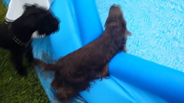 Топ охотничьих собак. Самые лучшие породы собак для охоты.