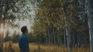 Берёзы белые