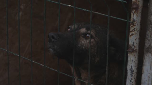 Мягкие лапки | Как выбрать животное в приюте