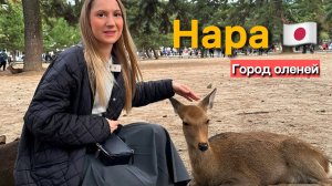 Священные олени Нары и Будда весом 500 тонн в храме Тодай‑дзи:Путешествие,которое нельзя пропустить!