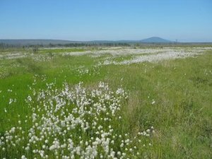 Суть ориентирования в лесу по компасу. Подробно