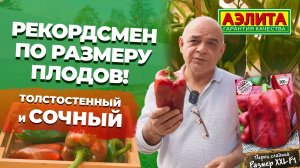 Рекордсмен по размеру плодов! Толстостенный и сочный сладкий перец РАЗМЕР XXL F1