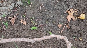 УКРЫТИЕ ВИНОГРАДА НА ЗИМУ