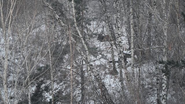 Марал на отдыхе