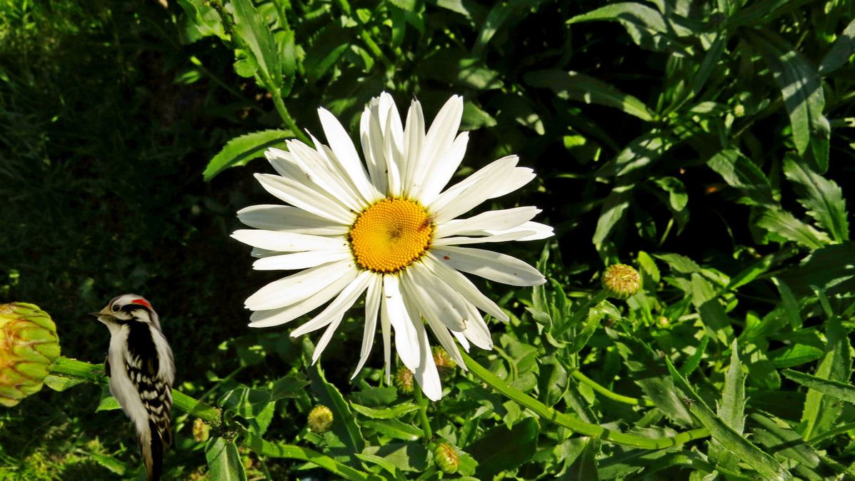 Ромашки и лилии