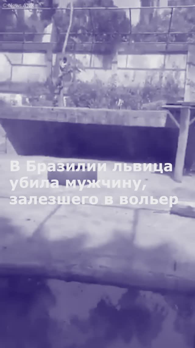 В Бразилии львица убила мужчину, залезшего в вольер