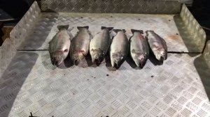 улов форели