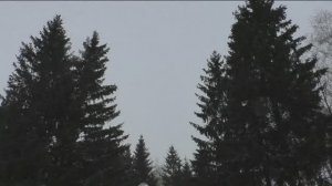 Снег, мороз, елки...