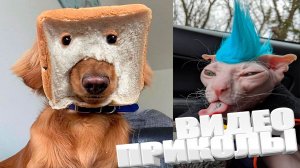 ТОПОВЫЕ ПРИКОЛЫ 2025 \ СМЕШНЫЕ ВИДЕОПРИКОЛЫ \ КАЧЕСТВЕННАЯ ПОДБОРКА ВИДЕОПРИКОЛОВ