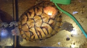 Красноухие черепахи 🐢 вечер 01-12-2025. умная колонка Маруся рассказывает анекдоты.