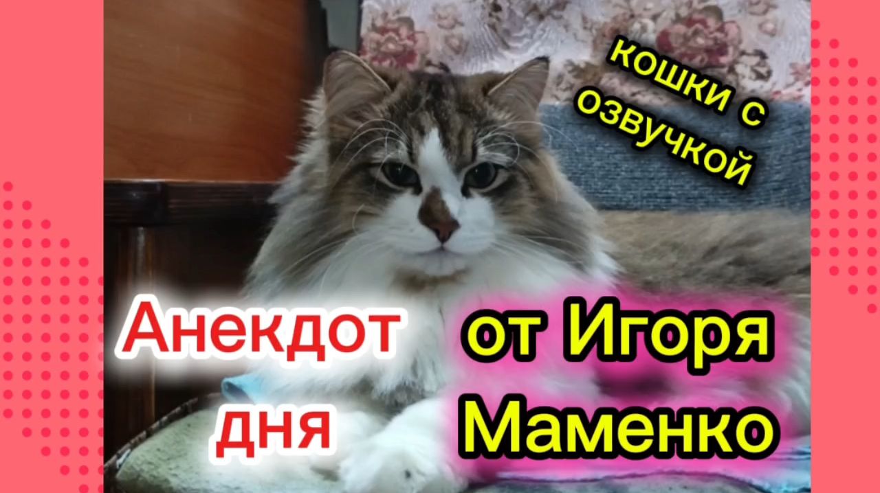 КОШКИ С ОЗВУЧКОЙ.