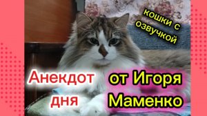 КОШКИ С ОЗВУЧКОЙ.