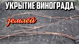 УКРЫТИЕ ВИНОГРАДА на зиму ЗЕМЛЁЙ.