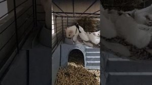 Морская свинка🤍 30