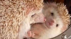 Песня "Сонный ёжик."瞌睡刺蝟  Стихи:Ларисса Майбер/Larissa Maiber/拉里薩·邁伯. Музыка, вокал: ИИ.