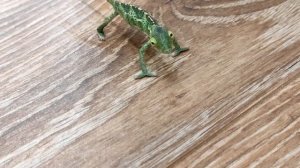 Пантеровый хамелеон,йеменский хамелеон.Furcifer pardalis Chamaeleo calyptratus