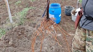 ПОСАДКА САЖЕНЦА ВИНОГРАДА ОСЕНЬЮ