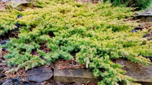 МОИ МОЖЖЕВЕЛЬНИКИ!🔥 Последний день осени! 🌲🍁30.11.25 #garden #сад #обзор #дача