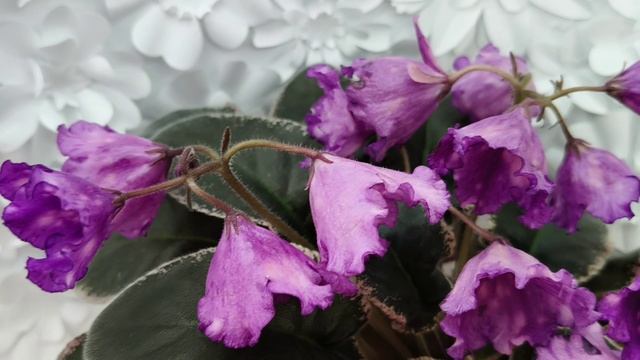 Фиалка Nik-Кони в Яблоко