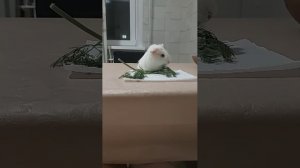 Морская свинка🤍 31