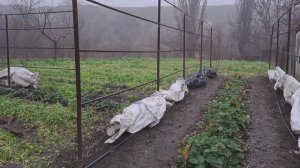 Осенние искореняющие обработки сада и укрытие винограда.Теплицу мою. К зиме готова !!!