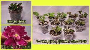Пасынок мини-фиалки. Детка зацвела по сорту. Отсадка и рассадка деток фиалок.