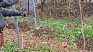 ОБРЕЗКА МНОГОЛЕТНЕГО КУСТА ВИНОГРАДА