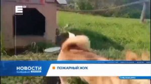 Сюжет в новостях канала "Енисей" о Жуке, живущем в ПЧ-171