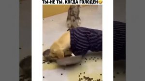 Ты не ты когда голоден