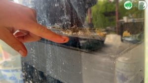 Видео журнал "СОФ №156" - САД на КРЫШЕ. Нишевая мода или сможем сделать сами?