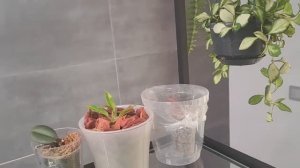 Перевалка фили, Биглип Розетта - заправляем корни