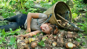 Дуонг собирает клубни таро, поскользнулась и сильно упала. Сварила клубни, чтобы продать на рынке