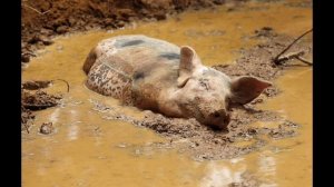 мякотка ты валяешься в грязи и хрюкаешь это ты