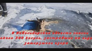 В Новосибирской области спасли около 300 косуль, застрявших на льду замерзшего озера
